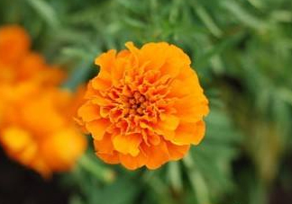 近視和葉黃素缺乏有關(guān)？盤點(diǎn)葉黃素的重要性