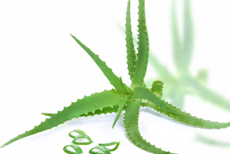蘆薈泡酒能治腳氣嗎？蘆薈膠主要是細(xì)菌殺毒
