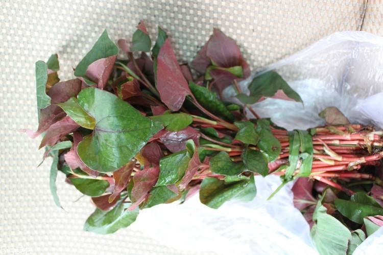 哪些中草藥可以當(dāng)菜吃？最常見(jiàn)的是這三種