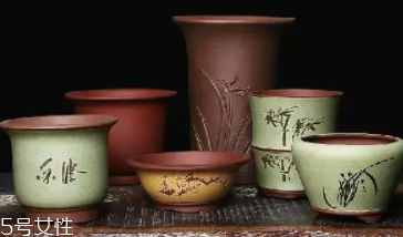 什么花不能放臥室養(yǎng)？含羞草誤食會脫發(fā)
