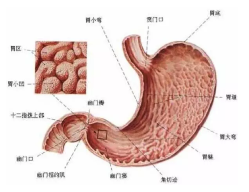 慢性胃炎是怎么造成的？吃燙食會(huì)引發(fā)胃炎