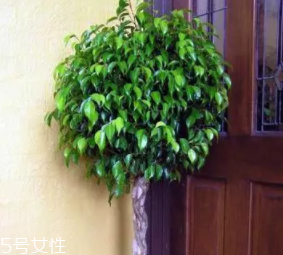 養(yǎng)花有哪些益處？節(jié)約藥費(fèi)不止一點(diǎn)點(diǎn)