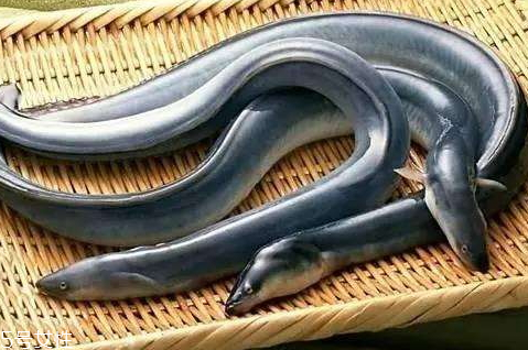 鰻魚(yú)可以放冰箱冷藏嗎 冰箱保存鰻魚(yú)小技巧