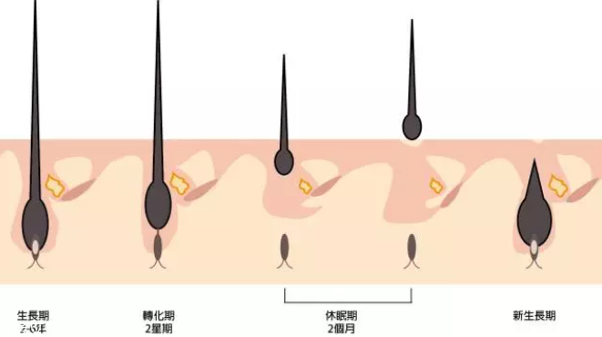頭發(fā)為什么會掉？毛囊想休息了