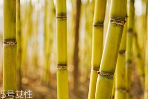 吃甘蔗臉會(huì)變大嗎？原來(lái)還有這么一說(shuō)