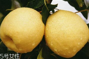 梨子是熱性還是涼性水果？腸胃不好不能吃梨