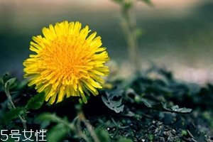 蒲公英茶能減肥嗎？要這樣搭配