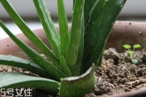 蘆薈膠真的很神奇嗎？只是基礎(chǔ)的補(bǔ)水保濕