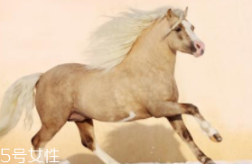 馬油是萬能的嗎？接近人體脂肪也并不萬能