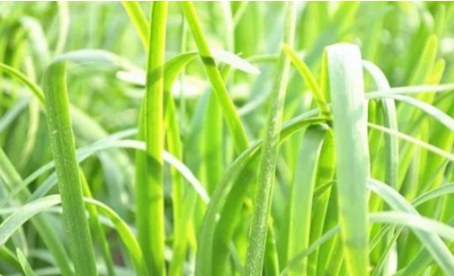 吃韭菜燒心怎么緩解？韭菜吃多了燒心