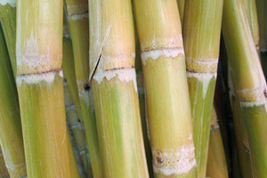 甘蔗吃多了對牙齒好嗎？有可能損傷牙齒