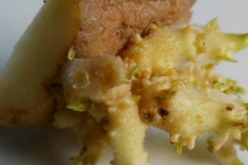 哪些食物發(fā)芽后營養(yǎng)翻倍？這些食物發(fā)芽后千萬別吃