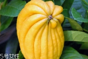 佛手柑是什么味道？佛手柑味道非常好聞