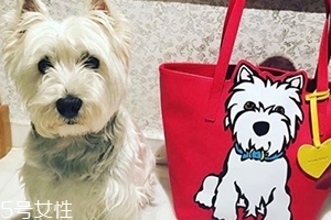 marc tetro是什么牌子？美國高性價比包包品牌