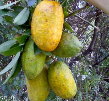 牛卵坨孕婦可以吃嗎？看屬于什么懷孕階段