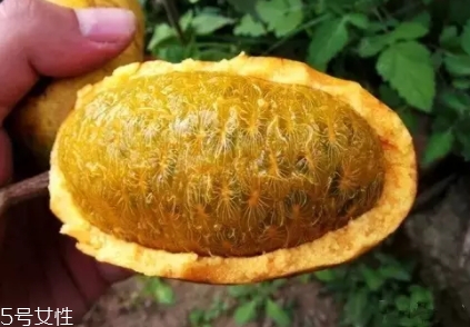 牛卵坨籽可以吃嗎？看看它的神奇功效