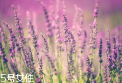 薰衣草精油能防曬嗎？能隔離紫外線