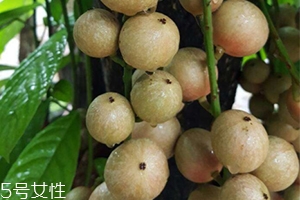 木奶果好吃嗎？木奶果密密麻麻好吃到爆