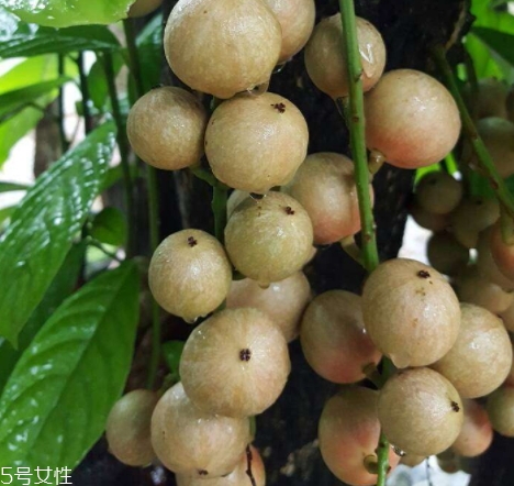 木奶果怎么吃？皮可以吃嗎