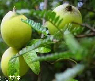 多依果多少錢一斤？