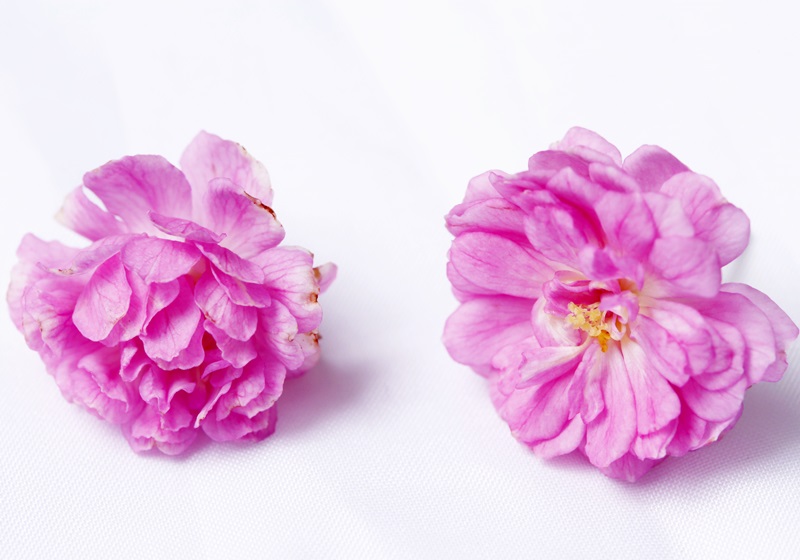 可以吃的花有哪些圖片 好看又好吃 可以吃的花有哪些圖片 好看又好吃