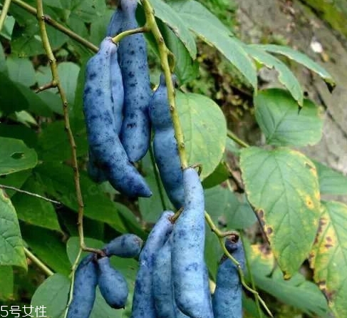 貓屎瓜能吃嗎？其貌不揚(yáng)的水果