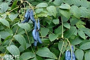 貓屎瓜的籽能吃嗎？