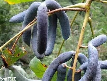 貓屎瓜的籽能吃嗎？