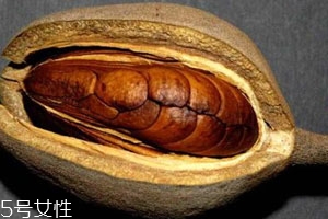 向天果的用量 根據(jù)自身情況選擇服用量。