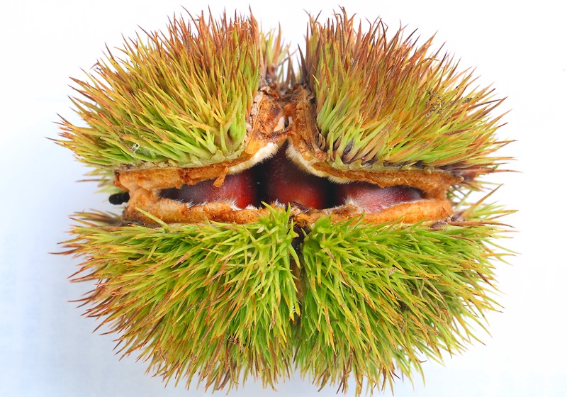 栗子是怎么長(zhǎng)出來(lái)的 開(kāi)花結(jié)果取果仁