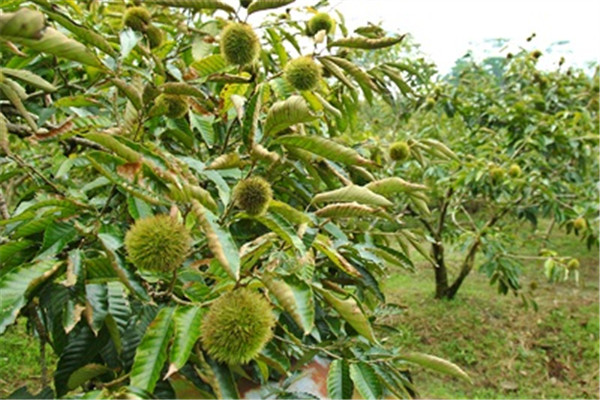 栗子是怎么長(zhǎng)出來(lái)的 開(kāi)花結(jié)果取果仁