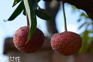 雞嗉子果怎么吃？雞嗉子果的功效和作用