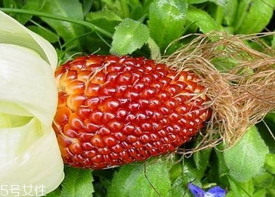 草莓玉米多少錢一斤？酷似草莓的玉米