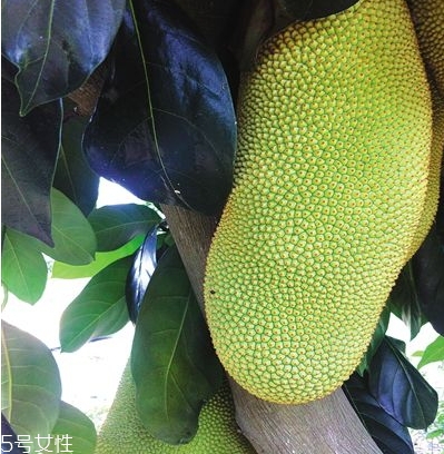榴蓮蜜多少錢一斤？十幾塊錢左右波動(dòng)