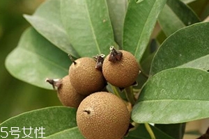 人心果多少錢一斤？稀有水果價(jià)格高