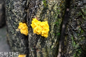 孕婦可以吃金耳嗎？哪些人不適合吃金耳