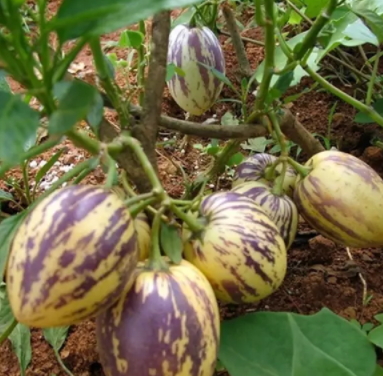 香瓜茄多少錢一斤？香瓜茄種子哪里買