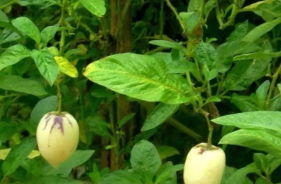 香瓜茄多少錢一斤？香瓜茄種子哪里買