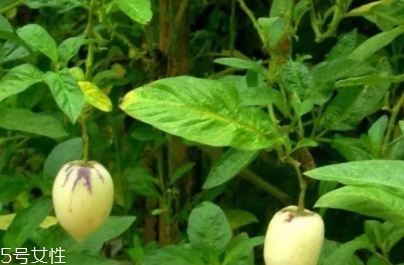 香瓜茄孕婦可以吃嗎？香瓜茄功效多