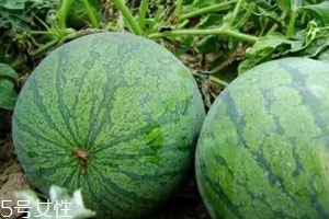 打瓜可以直接吃嗎？打瓜的功效作用