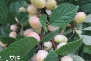 白玉櫻桃多少錢一斤？