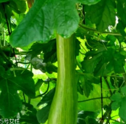 砍瓜怎么做好吃？教你烹飪砍瓜
