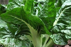 牛皮菜孕婦可以吃嗎？