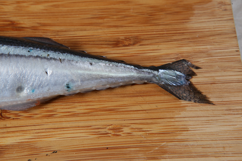 秋刀魚(yú)怎么處理？秋刀魚(yú)怎么挑選