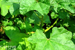 冬寒菜孕婦可以吃嗎？不建議孕婦吃冬寒菜