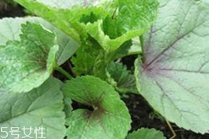 冬寒菜多少錢一斤？