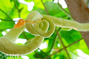 蛇瓜可以生吃嗎？這樣吃蛇瓜最好