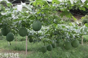 吊瓜怎么吃？吊瓜這樣做最好吃