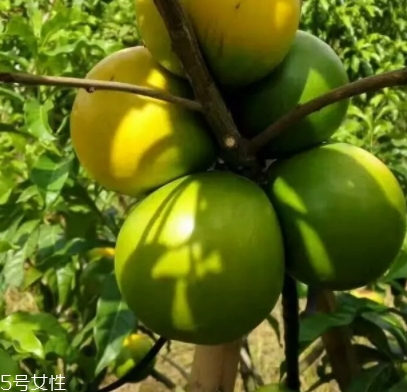 黃晶果多少錢一斤？黃晶果好吃嗎