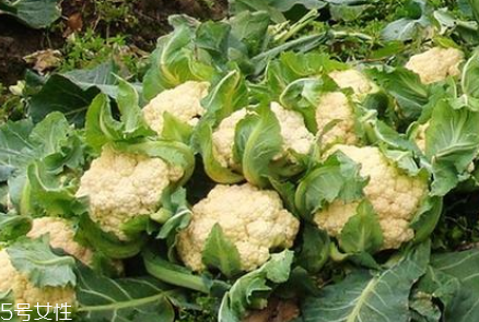 孕婦可以吃花椰菜嗎？促進(jìn)孕婦免疫力